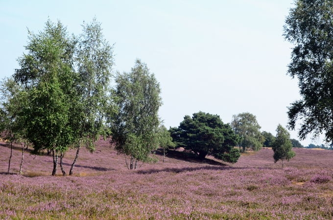 Westruper Heide DSC_4188