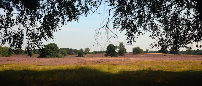 Westruper Heide DSC_4190