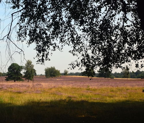 Westruper Heide DSC_4190_002