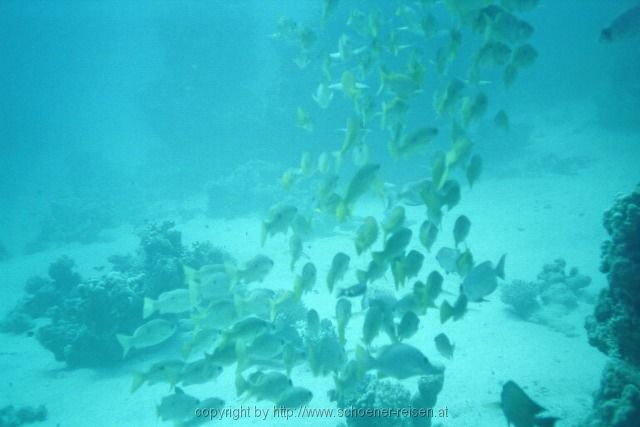 ÄGYPEN > Rotes Meer >Fischschwarm