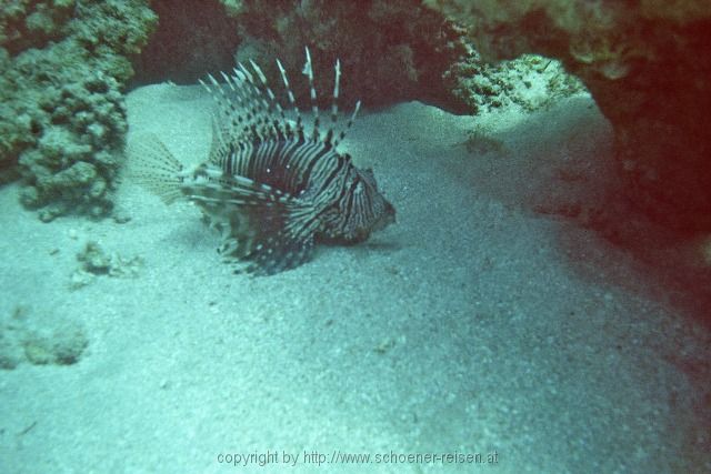 ÄGYPEN > Rotes Meer > Rotfeuerfisch