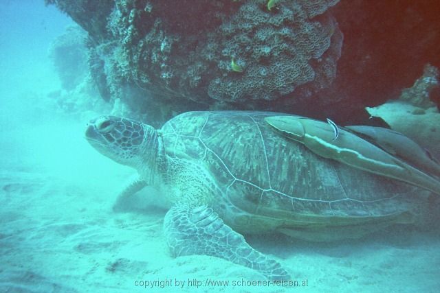 ÄGYPEN > Rotes Meer > Abu Dabbab > Turtle mit Schiffshaltern