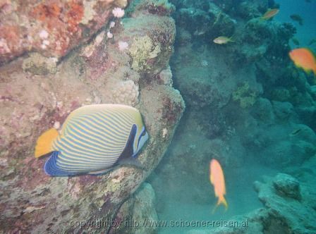 ÄGYPEN > Rotes Meer > Kaiserfisch