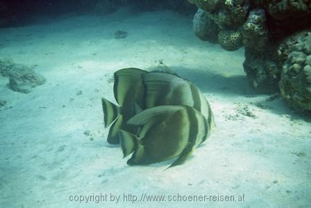 ÄGYPTEN > Rotes Meer > Fledermausfisch