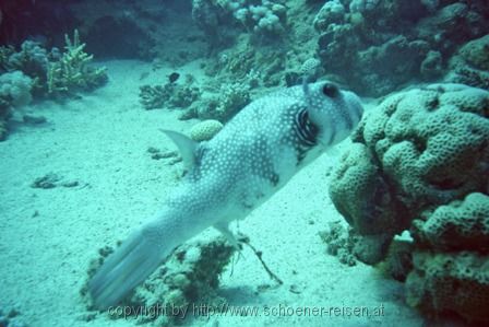 ÄGYPTEN > Rotes Meer > Kofferfisch