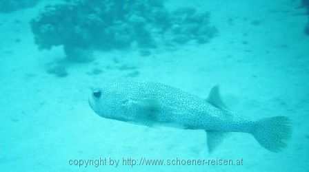 ÄGYPTEN > Rotes Meer > Kofferfisch