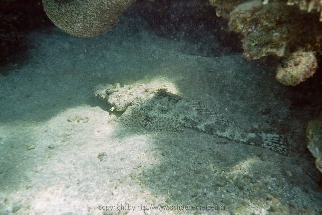 ÄGYPTEN > Rotes Meer > Krokodilsfisch
