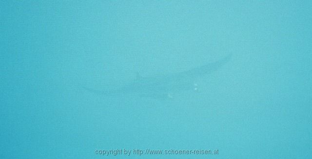 ÄGYTPEN > Rotes Meer > Abu Dabbab > Manta in the deep Blue