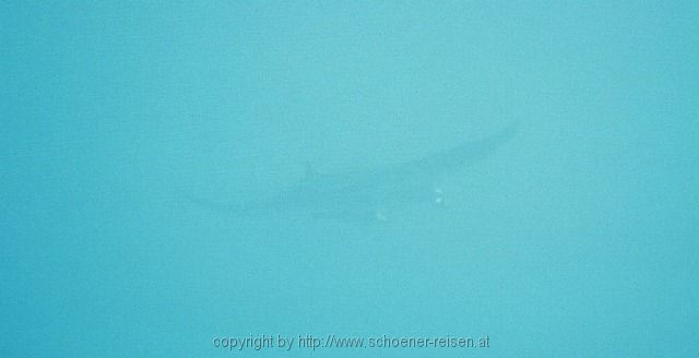 ÄGYTPEN > Rotes Meer > Abu Dabbab > Manta in the deep Blue