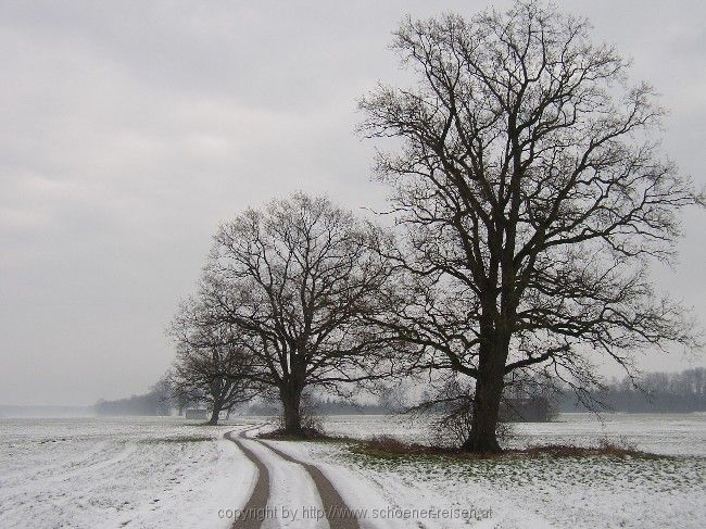 Bäume im November