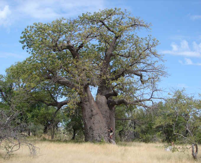 Baobab oder Affenbrotbaum