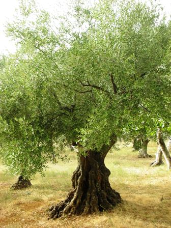 Mein Baum auf der Insel Cres in Kroatien