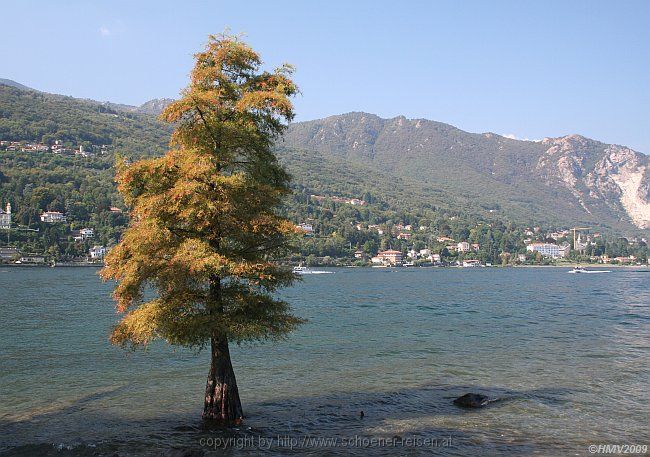 LAGO MAGGIORE > Baum mit Fußbad vor der Insel Bella