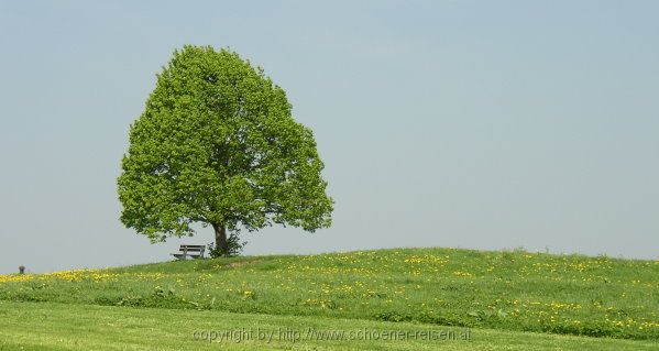Linde im Sommer