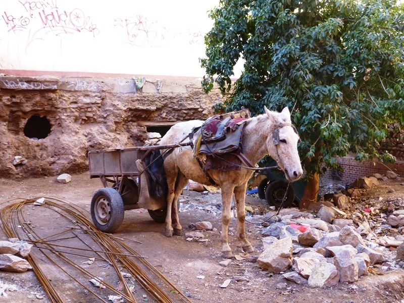 Arbeitsesel in Marrakesch