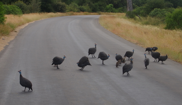 4 Dieters Afrikatour  Krüger Nationalpark 5