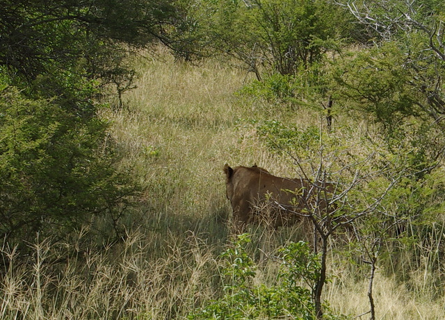 4 Dieters Afrikatour  Krüger Nationalpark