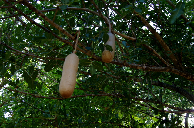 LEBERWURSTBAUM in Südafrika