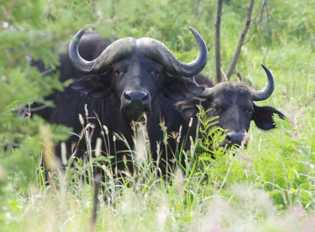 10 Afrika 2012 / Hluhluwe Imfolozi Park 2