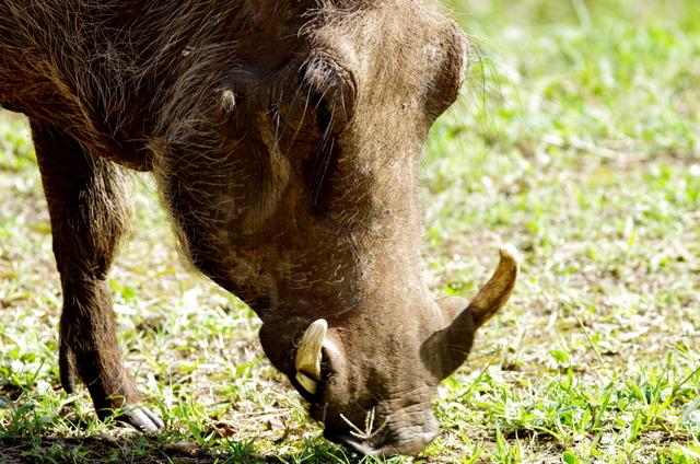 10 Afrika 2012 / Hluhluwe Imfolozi Park