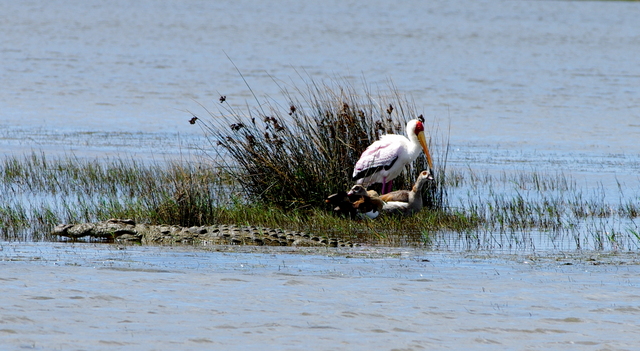 12 Afrika 2012 / St.Lucia 7