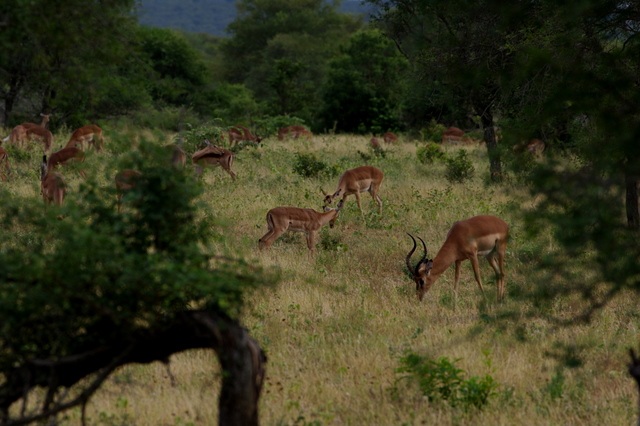 4 Dieters Afrikatour  Krüger Nationalpark 5