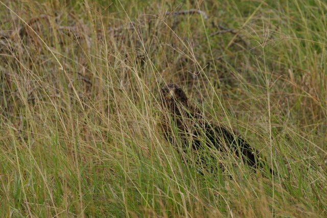 4 Dieters Afrikatour  Krüger Nationalpark 7