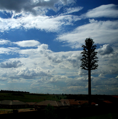 Baum als Handymast