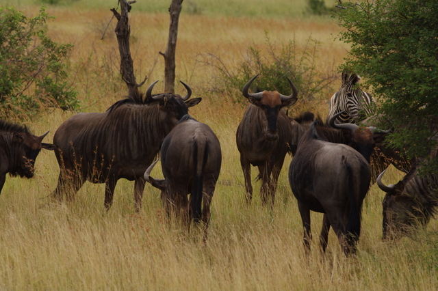 5 Dieters Afrikatour Krüger Nationalpark 8