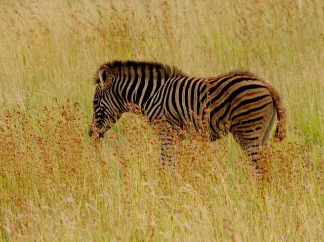 5 Dieters Afrikatour Krüger Nationalpark 2