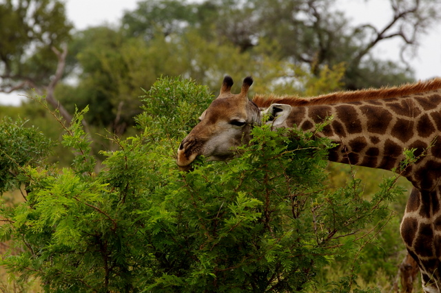 5 Dieters Afrikatour Krüger Nationalpark 3