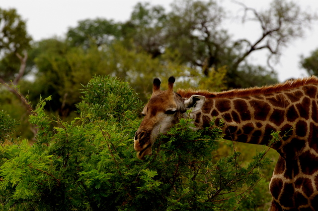 5 Dieters Afrikatour Krüger Nationalpark 5