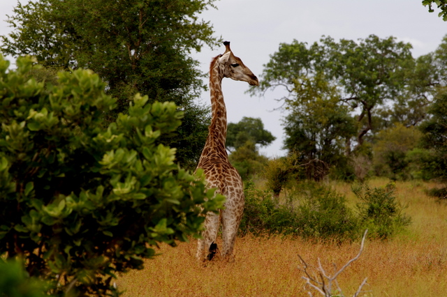 5 Dieters Afrikatour Krüger Nationalpark 6