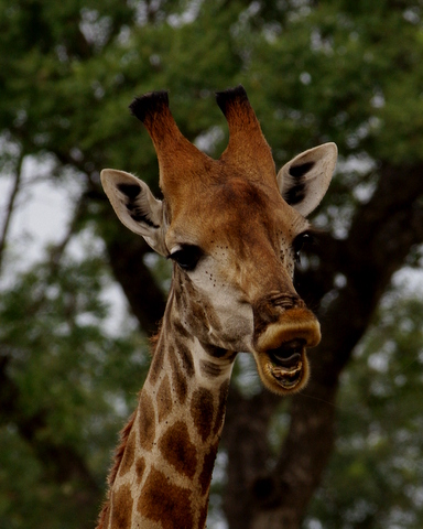 5 Dieters Afrikatour Krüger Nationalpark