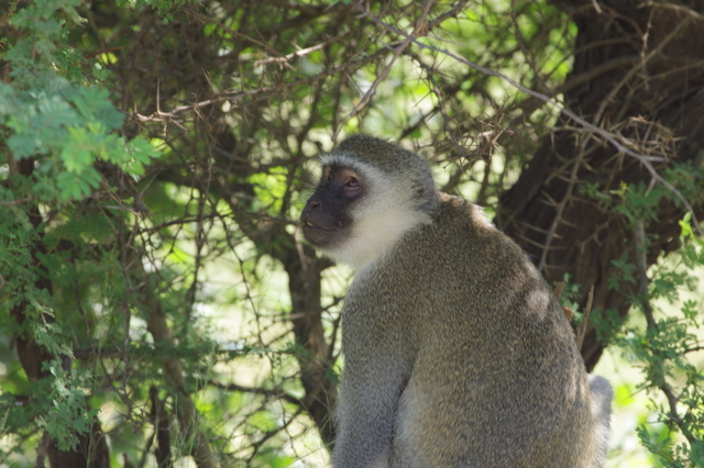 5 Dieters Afrikatour Krüger Nationalpark 2