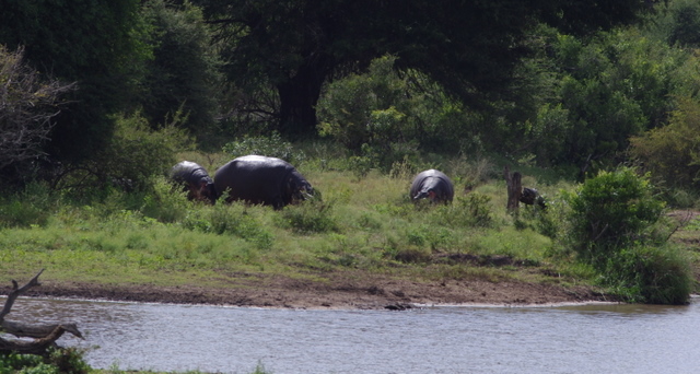 5 Dieters Afrikatour Krüger Nationalpark 4