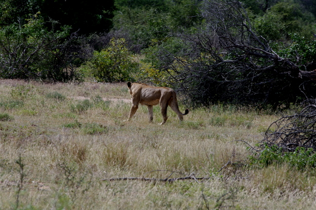 6 Dieters Afrikatour Krüger Nationalpark 3