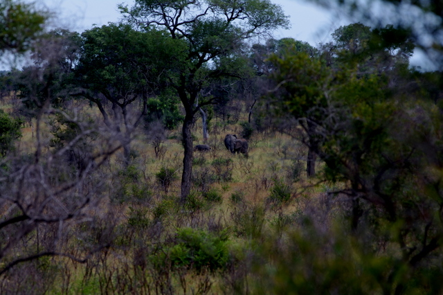 6 Dieters Afrikatour Krüger Nationalpark 5