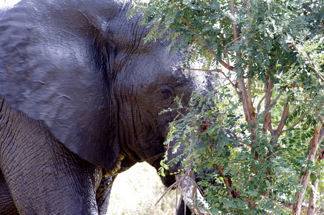 5 Dieters Afrikatour Krüger Nationalpark 2