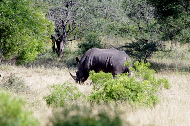 5 Dieters Afrikatour Krüger Nationalpark 4