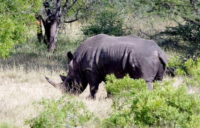 5 Dieters Afrikatour Krüger Nationalpark 5