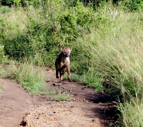 10 Afrika 2012 / Hluhluwe Imfolozi Park