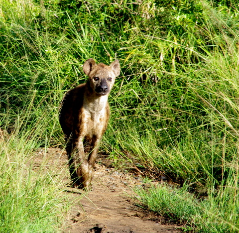 10 Afrika 2012 / Hluhluwe Imfolozi Park