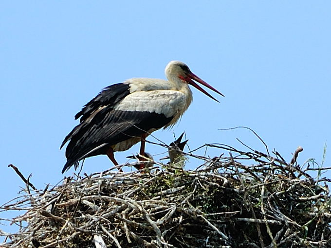 Naturpark Lonjsko Polje 03 7