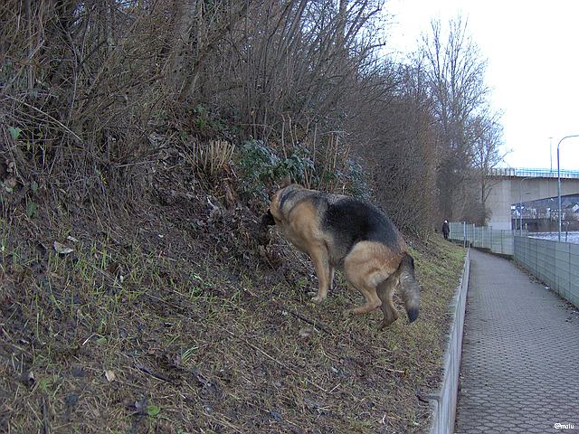 Thyra bei der Stöckchenbeschaffung