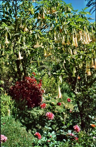 Madeira , die Vulkan- aber auch Frühlingsinsel, Teil 1 5