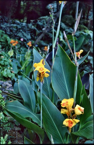 Madeira , die Vulkan- aber auch Frühlingsinsel, Teil 1