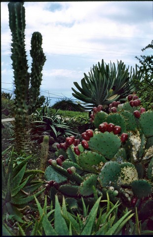 Madeira , die Vulkan- aber auch Frühlingsinsel, Teil 1 2