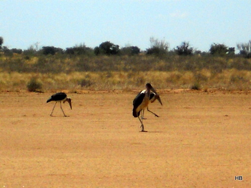 Namibia 2011/12 8