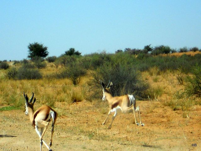 Namibia 2012/13 5